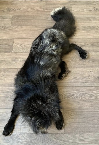Fuchs präparat taxidermie - fuchs,
