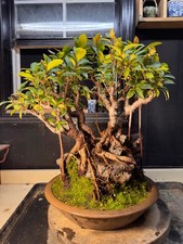 Ficus, Tropical Bonsai. Easy
