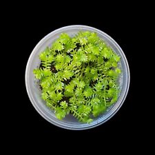 Selaginella kraussiana, Moosfarn Terrarien Pflanzen Regenwald Terrarium Tropen