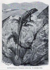 Halsbandleguan, Crotaphytus collaris