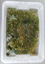 Hornkraut schnellwachsende