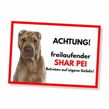 Shar Pei Freilaufender Hund