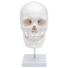 Schädel Anatomie Modell
