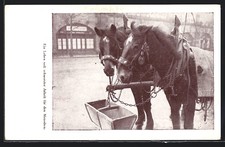 Ansichtskarte Angeschirrte Kutschpferde, Tierschutz 