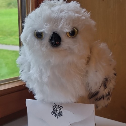 Harry potter hedwig - harry,