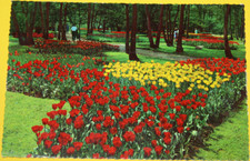 Ansichtskarte, Holland. Das Land der Blumen. Nicht beschriftet. (10.037)