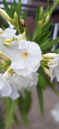 Oleander steckis unbewurzelt - steckis,