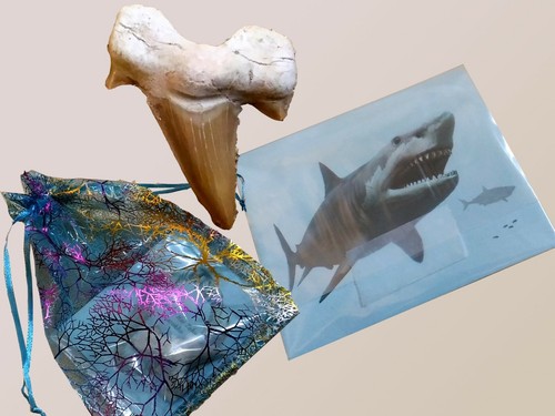 Fossiler hai - 🦈,
