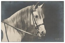 XX2335/ Pferdekopf Pferd