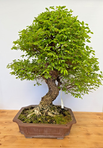 Bonsai japanische ulme - bonsai,