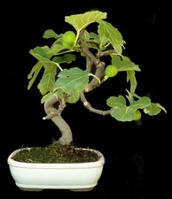 Bonsai - Ficus carica - Echter Feigenbaum - mit Früchten - 33 cm - #9078