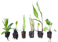 Wasserpflanzen Teichpflanzen