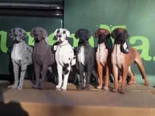 Deutsche Dogge Deko Figur