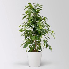 Birkenfeige 'Anastasia' im