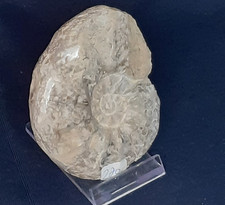 Ammonit CERATITES