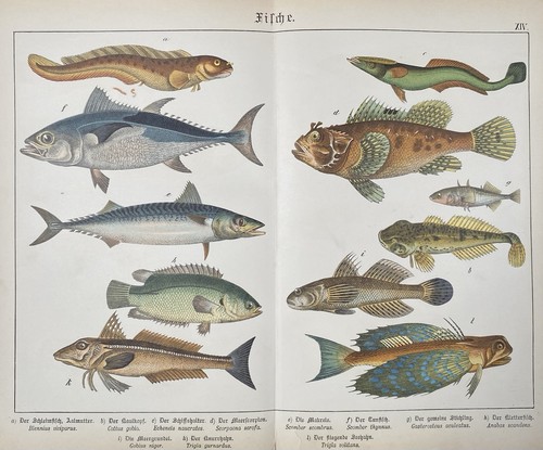 Antike grafik fauna - antike,