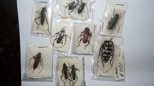 Insekten Käfer Cerambycidae  10 teils seltene Arten aus Laos gemischt