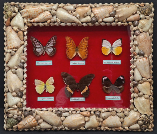 Echte schmetterlinge - schmetterlinge, im