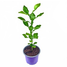 Kaffir-Limette Pflanze