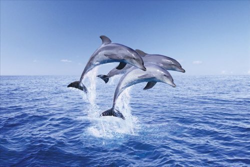 Delphine dolphins poster - delphine,
