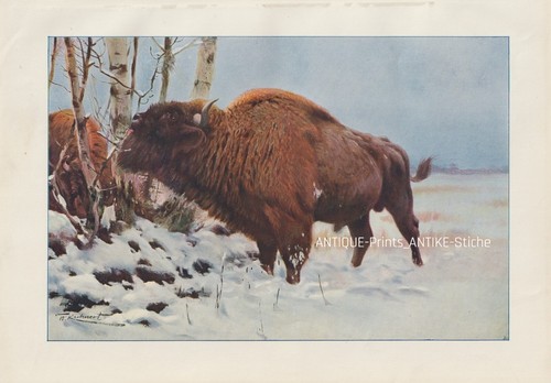 Wisent bison - wisent, (bos
