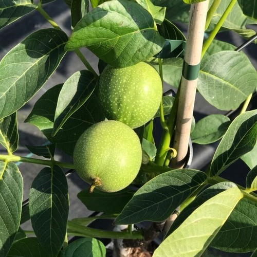 Echte walnuss juglans regia - echte,