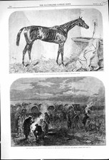 Alt 1866 Herzog Pferd Sieger