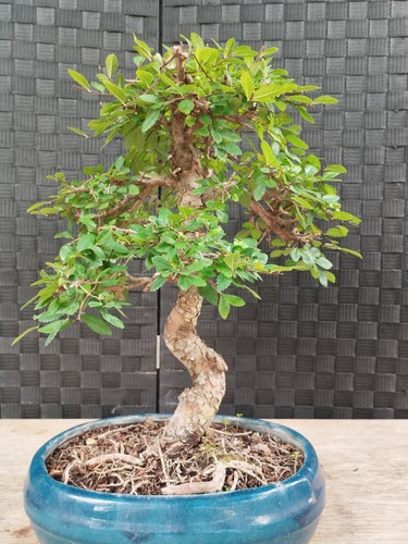 Bonsai ulmus parvifolia kifu - ulmus,