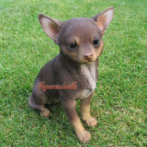 Chihuahua hund taschenhund - hund,
