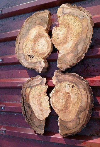 Diy nussbaum baumscheibe - 1/2,