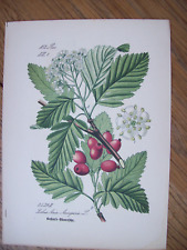 Antike Chromo-Lithographie