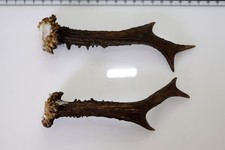 2 Geweihstangen vom Reh Geweih