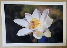 Poster Lotusblüte Freiburg