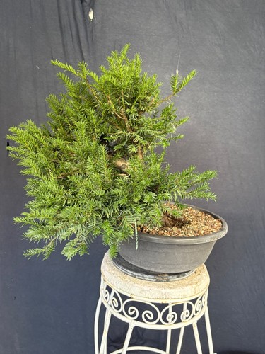 Eibe bonsai prebonsai rohling - eibe,
