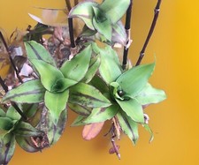 Callisia Fragrans The False