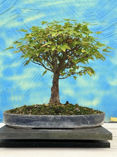 Joe bonsai dreispitzahorn - joe,