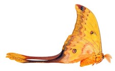 Lepidoptera saturniidae - lepidoptera,,