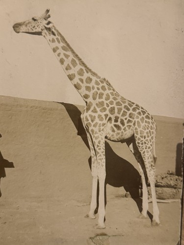 Alte fotografie afrika giraffe - afrika,
