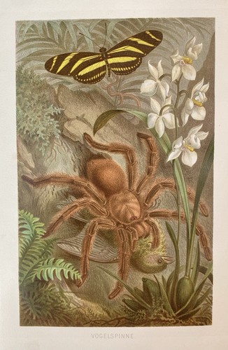 Originalgrafik fauna - originalgrafik,
