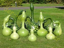 FLASCHENKÜRBIS BUNTER