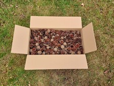 ca. 450 Stück Kiefernzapfen als Grill-/Kaminanzünder oder zum Basteln 