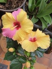 2 Hibiskus Rosa-Sinensis