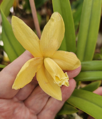 Kompakte orchidee cattleya - orchidee,