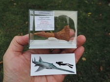 Zahn vom Sägerochen