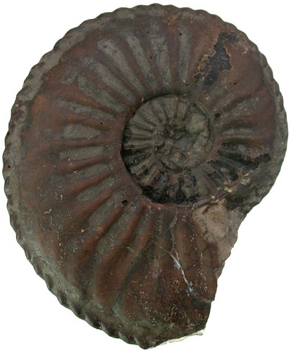 Lias amaltheus margaritatus - lias,