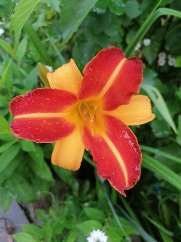 Taglilie hemerocallis franz - taglilie,