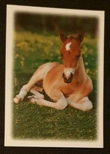 Pferdepostkarte, AK Pferde