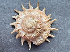 Astraea heliotropium Muschel