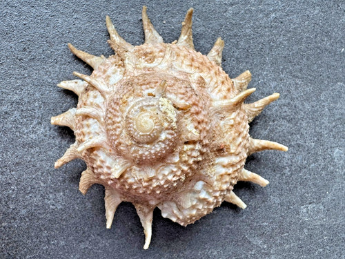 Astraea heliotropium muschel - heliotropium,