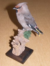 Seidenschwanz  Kleinvogel Singvogel  HKN Lehrmittel  Biologie  Naturschutz CITES